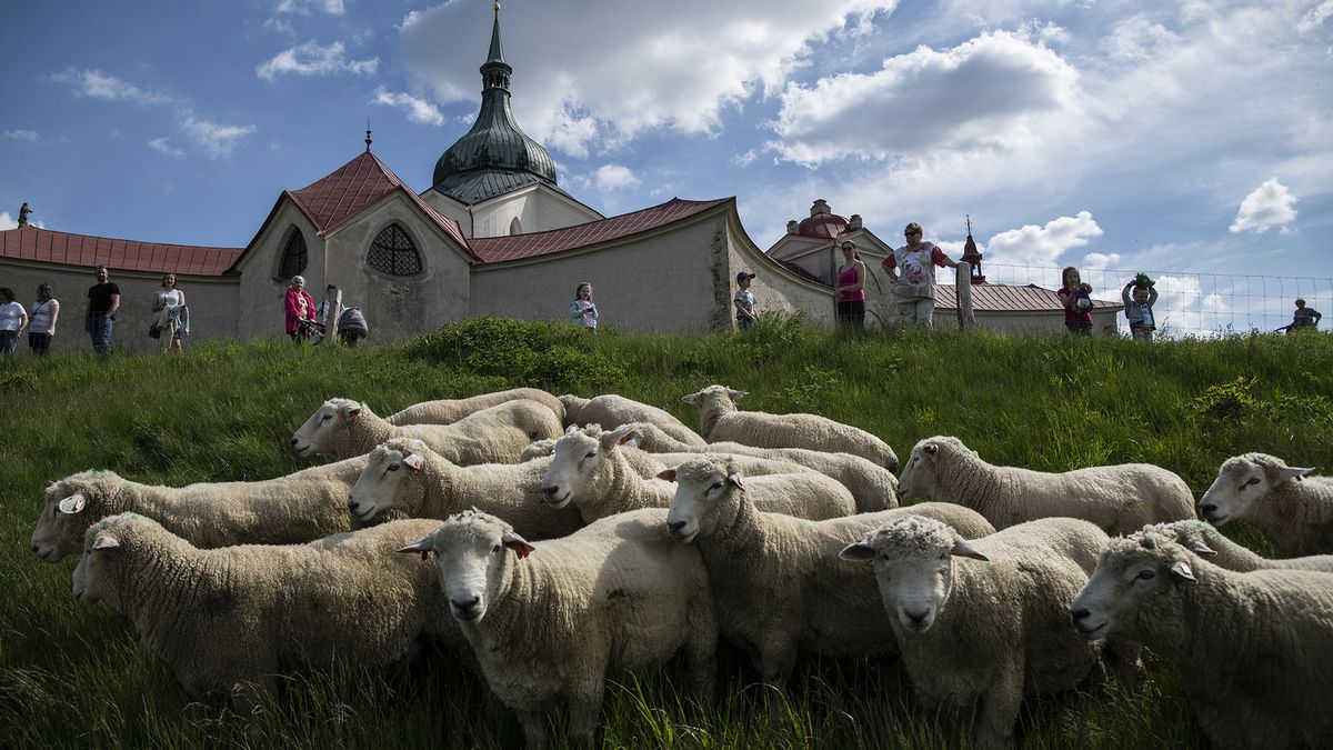 Obrazem: Ovce uzdravují krajinu v okolí chráněné památky